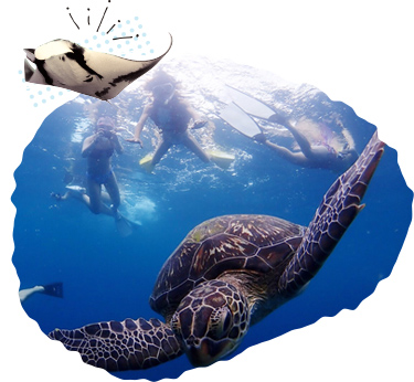 Full Day Snorkel Tour- Phantom Island, Sea Turtleor Manta Ray Experience